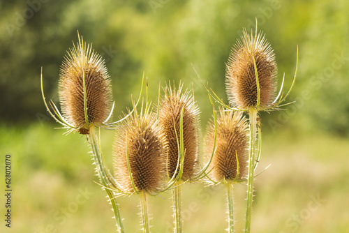 Foto When wild plants can become beautiful