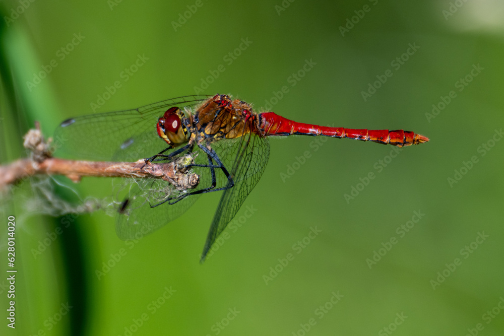 Ruddy Darter (Sympetrum sanguineum) dragonfly with green background Ruddy Darter (Sympetrum sanguineum) dragonfly with green background