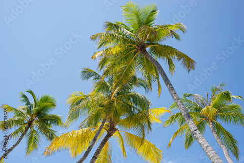 Maldives, palm trees and beautiful nature