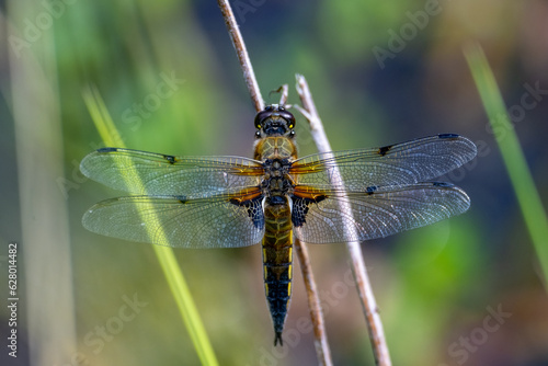 Four spotted chaser (Libellula quadrimaculata) dragonfly with green background