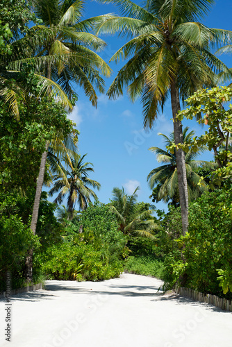 Maldives, palm trees and beautiful nature photo