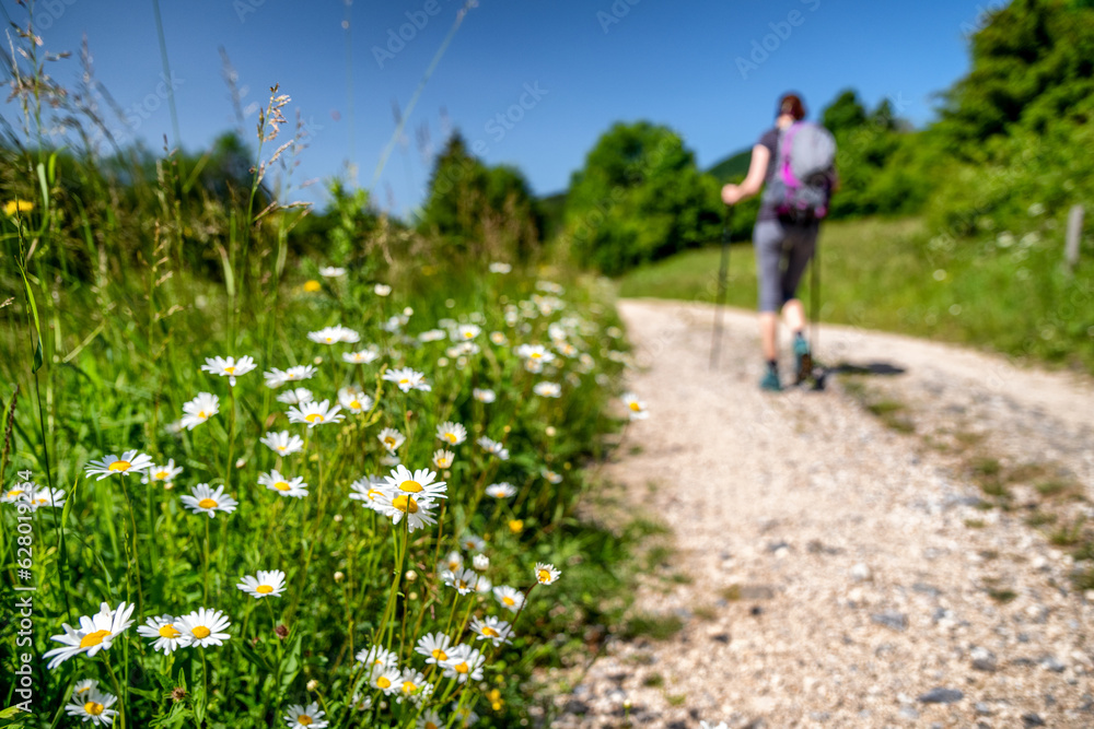 Girl hiker on walking on hiking path with beautiful summer nature around