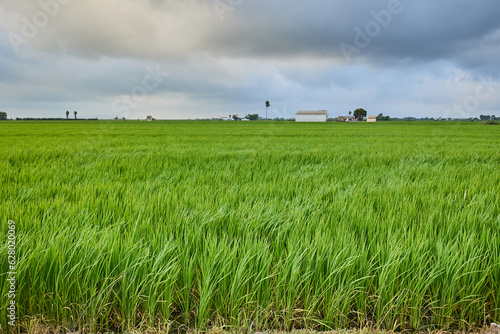 Green rice field and cloudy sky