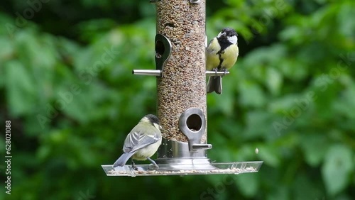 Photo of birds eating seeds from a bird feeder