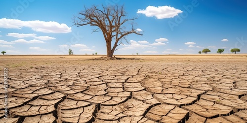 Dead trees on dry cracked ground under the scorching sun.