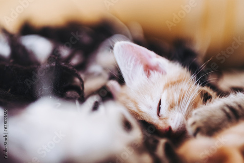 Portrait d'un adorable petit chat roux en train de dormir © PicsArt