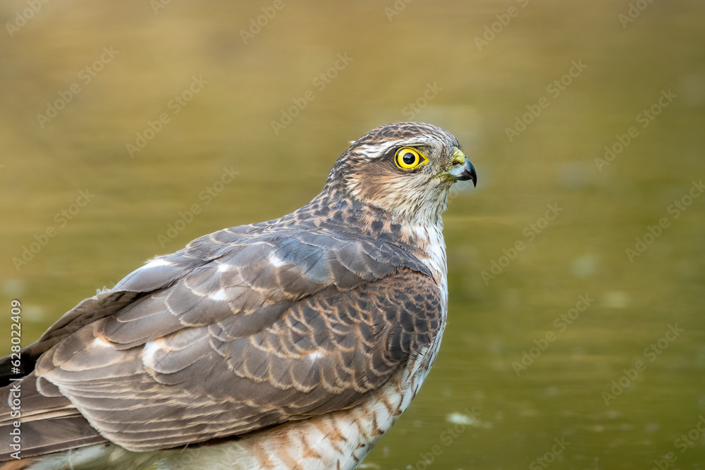 Obraz premium eurasian or northern sparrowhawk or accipiter nisus closeup in waterhole for quenching thirst during safari in keoladeo national park or bharatpur bird sanctuary rajasthan india asia