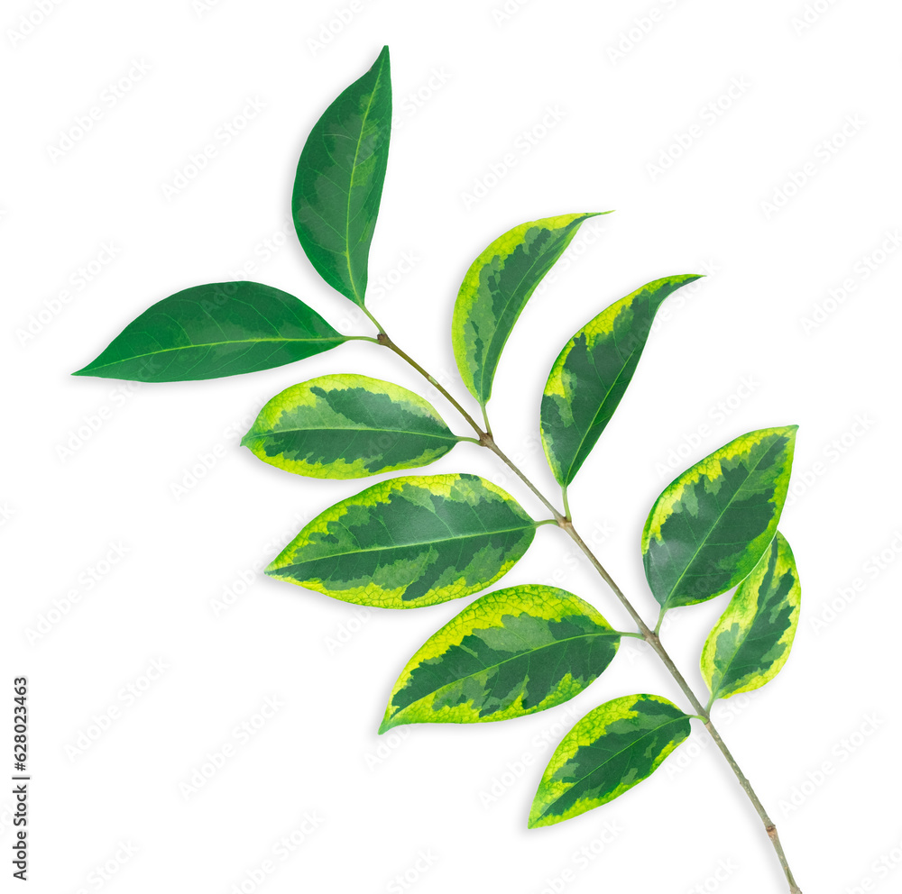 Fototapeta premium Green tropical leaf isolated on transparent background.. Palm leaves and banana leaves. 