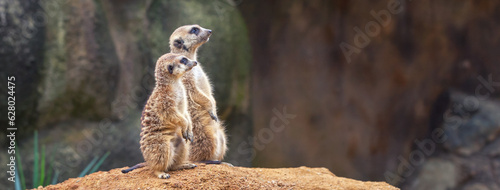 Photographie Two curious meerkats stand on their hind legs on a sandy hill and look away