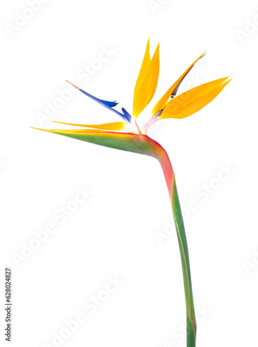 Valokuva Strelitzia flower isolated on transparent.