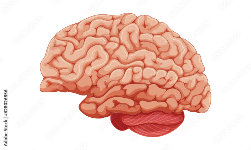 medically accurate illustration of the brain medically accurate illustration of the brain