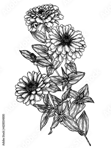 Billede på lærred Vector illustration of zinnia flower in engraving style