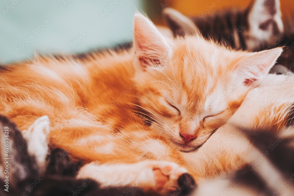 Portrait d'un adorable petit chat roux en train de dormir