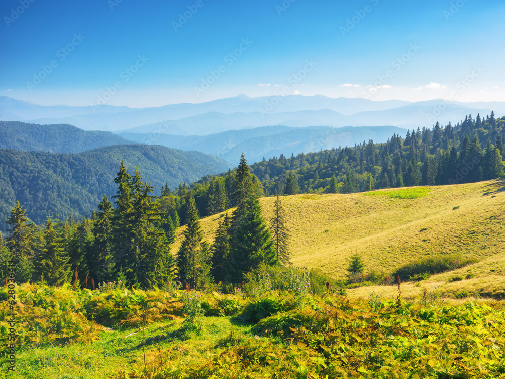 carpathian chornohora mountain ridge in summer. steep forested slopes. bright sunny weather. green grassy alpine meadows