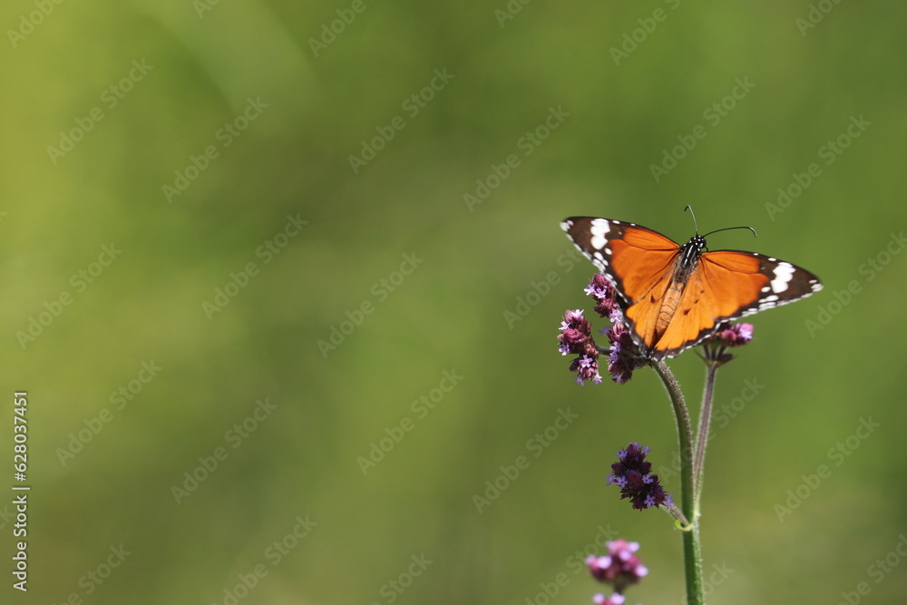 Obraz premium butterfly on a flower