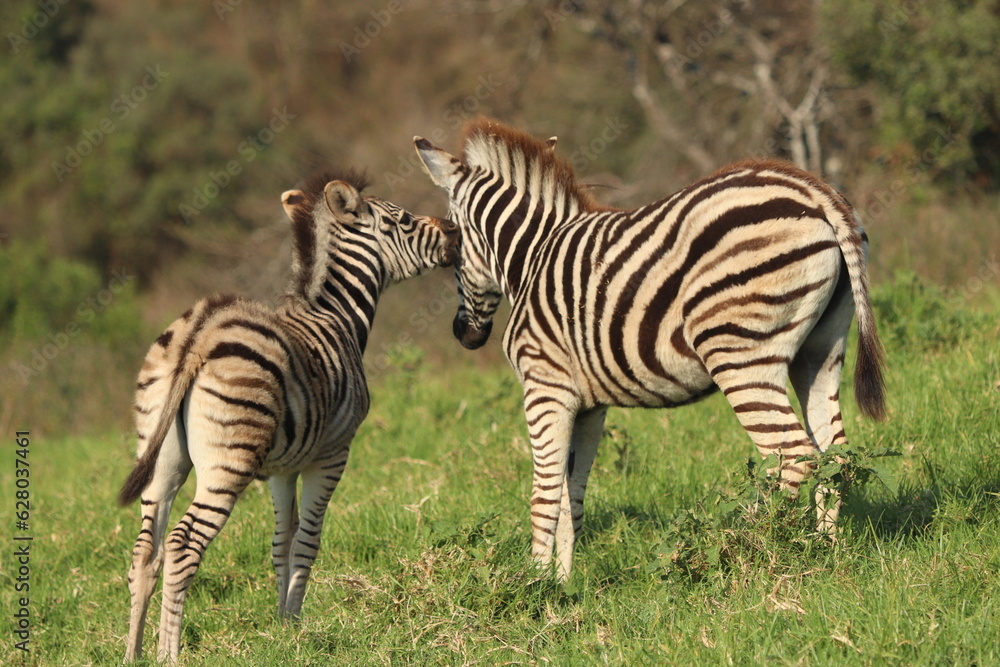 zebra in the grass