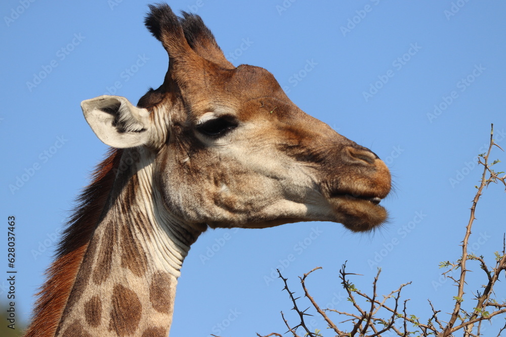 Obraz premium portrait of giraffe