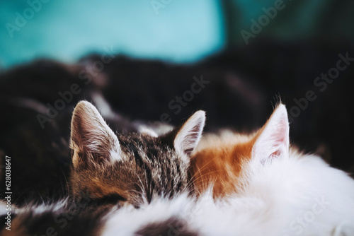 Close-up sur deux bébés chatons en train de téter leur maman photo
