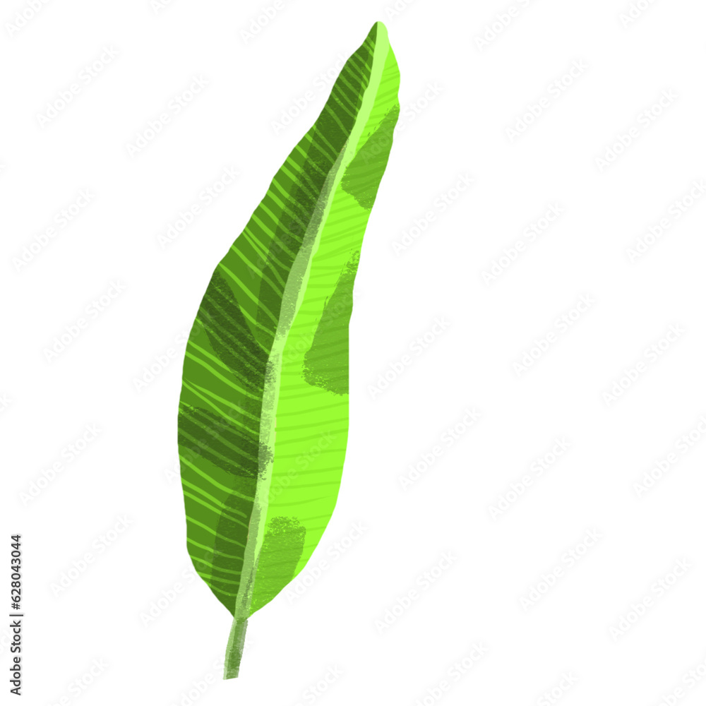 Banana leave, tropical plant. water colour Isolate on white background Banana leave, tropical plant. water colour Isolate on white background
