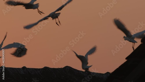 Beautiful silhouettes flock of birds sits and then abruptly flies up in slow motion. Cranes and herons take off sharply into air on asian landscape background photo
