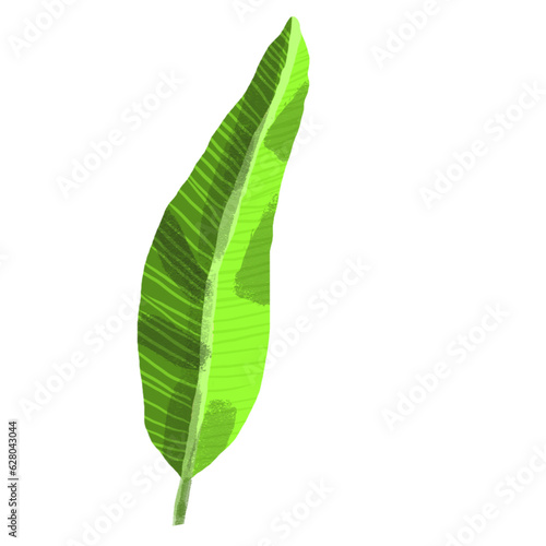 Banana leave  tropical plant. water colour Isolate on white background