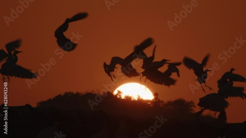 Beautiful silhouettes flock of birds sits and then abruptly flies up in front of a large rising sun disk in slow motion. Cranes and herons take off sharply into air on asian landscape background