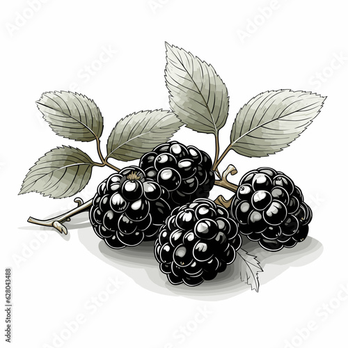 Blackberry. Blackberry hand-drawn comic illustration. Vector doodle style cartoon illustration.