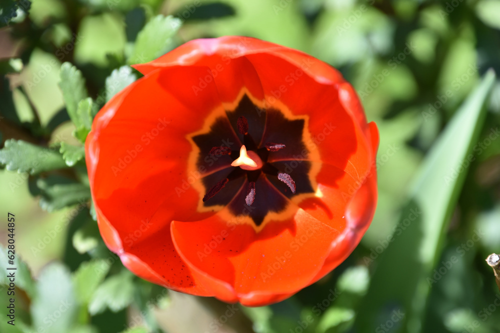 Stunning Red Tulip Blooming and Flowering in the Spring Stunning Red Tulip Blooming and Flowering in the Spring