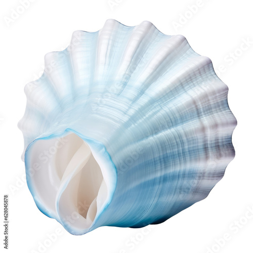 blue sea shell isolated on transparent background cutout