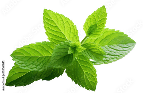 Mint green leaf isolated