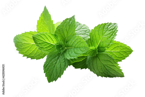 Mint green leaf isolated