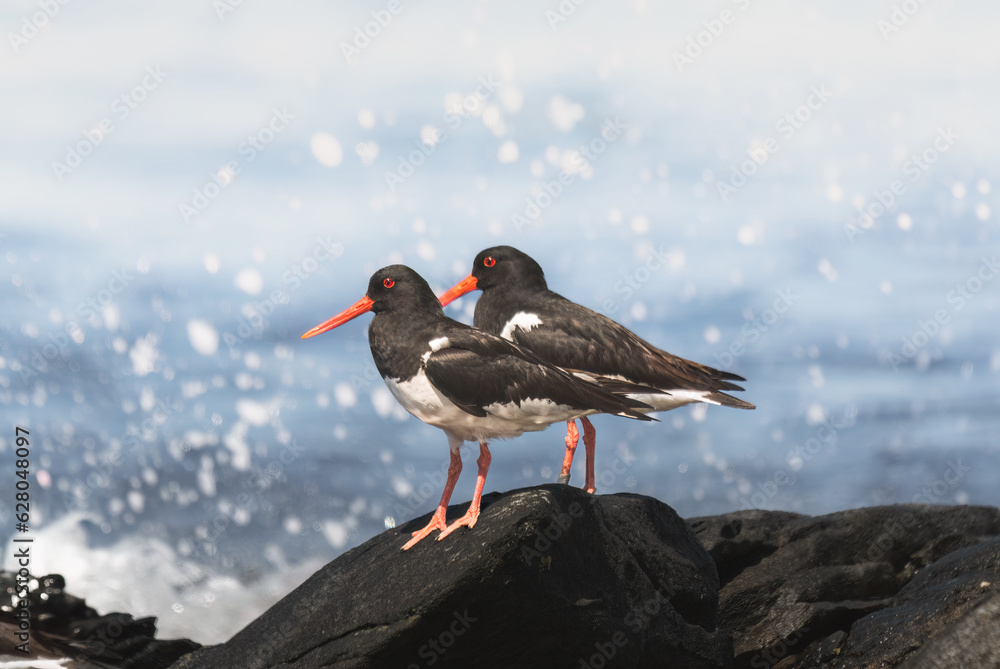 Eurasian oystercatcher (Haematopus ostralegus) on a rocky coast of the ocean Eurasian oystercatcher (Haematopus ostralegus) on a rocky coast of the ocean