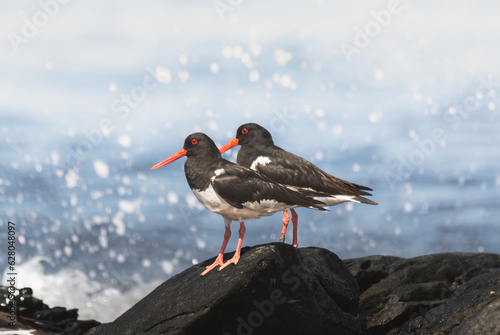 Φωτογραφία Eurasian oystercatcher (Haematopus ostralegus) on a rocky coast of the ocean