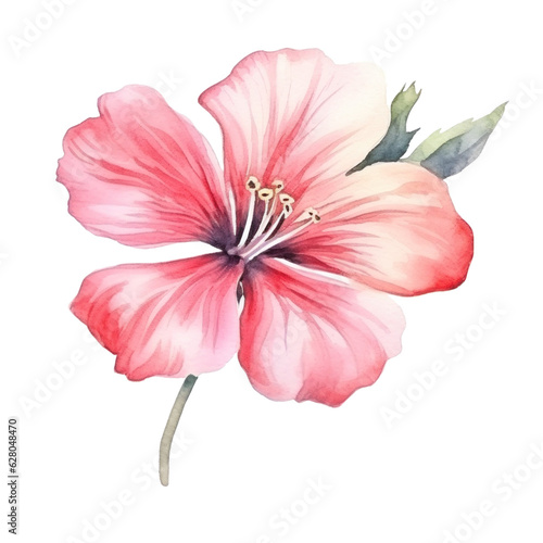 Watercolor pink flower isolated