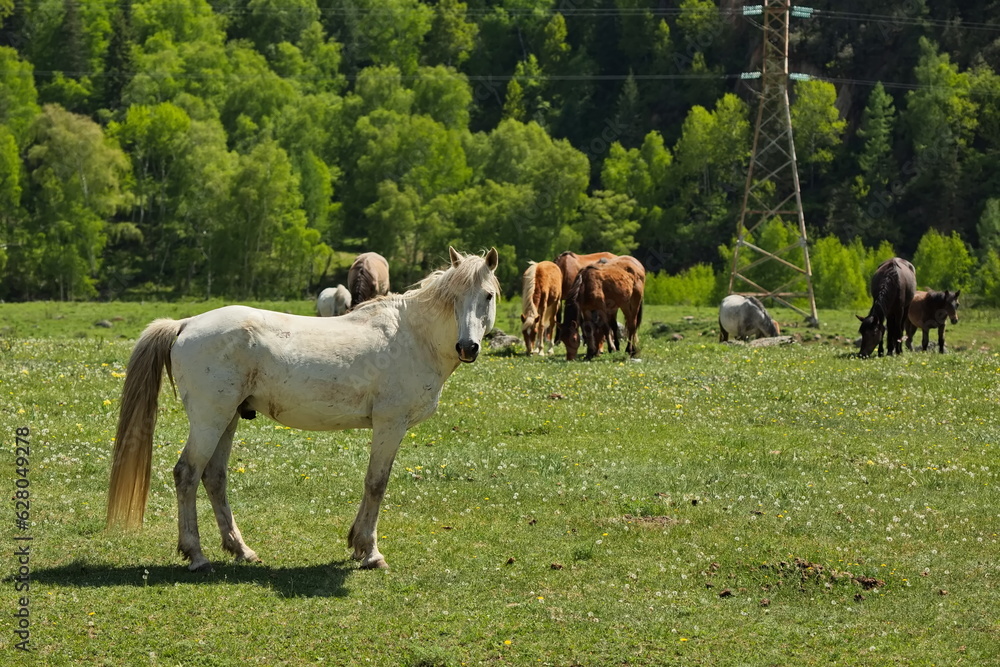 Horses grazing in the Altai mountain valleys. Horses grazing in the Altai mountain valleys.