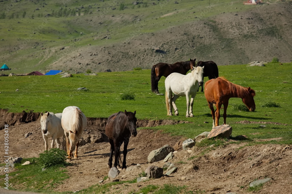 Obraz premium Horses grazing in the Altai mountain valleys.