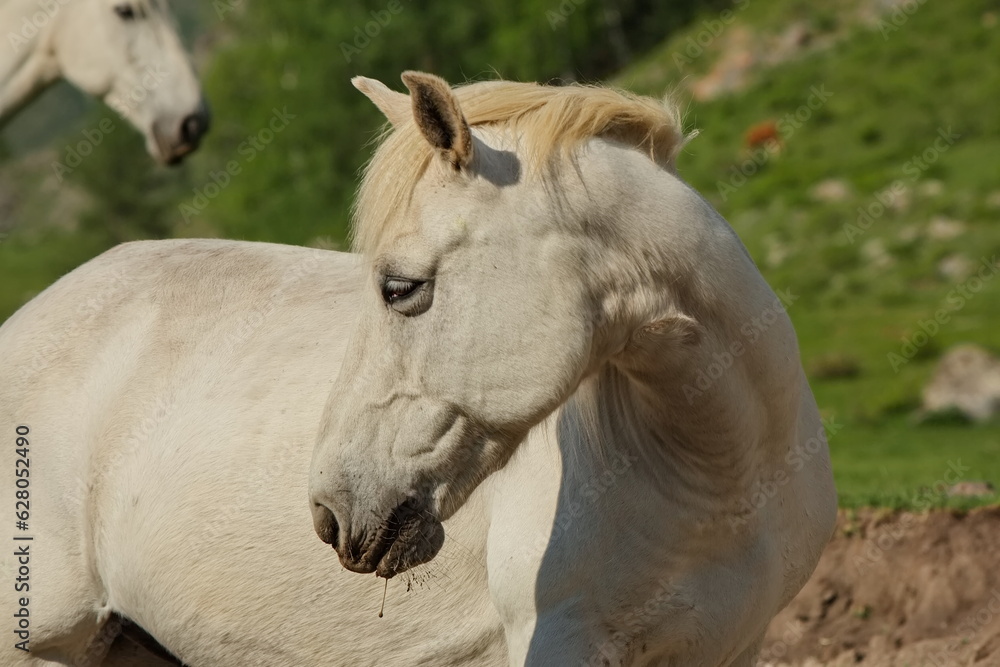 Horses grazing in the Altai mountain valleys. Horses grazing in the Altai mountain valleys.