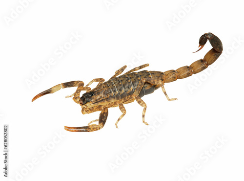 Scorpion (Lychas mucronatus) on white background, image with stacked. Brown scorpion isolated on white background.