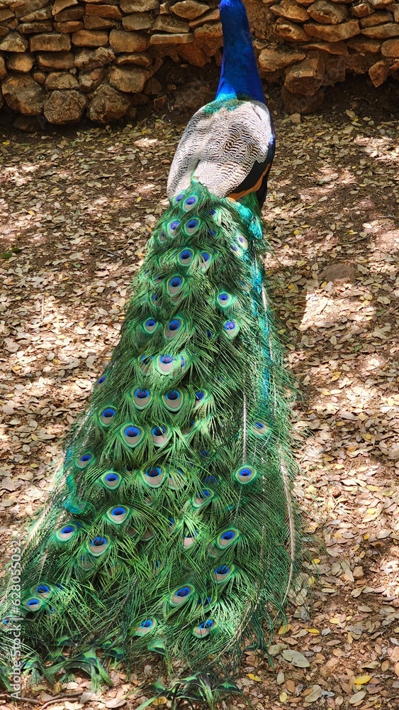 Obraz premium peacock with blue green colorful tail feathers pride head animal in nature zoo