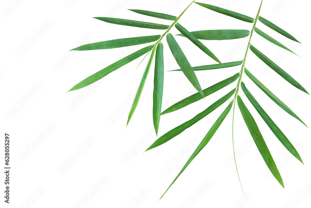 Naklejka premium Bamboo Branches with Green Leaves Isolated on White Background w