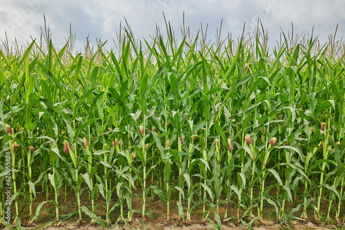 Green maize corn field plantation In summer agricultural season
