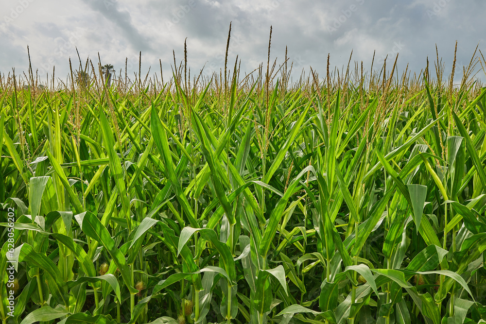 Obraz premium Green maize corn field plantation In summer agricultural season