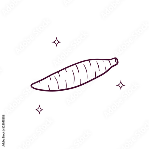 Hand Drawn Cassava. Doodle Vector Sketch Illustration