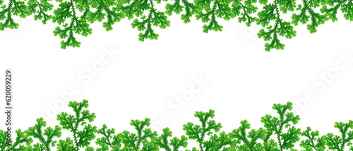 grass frame isolated on white background