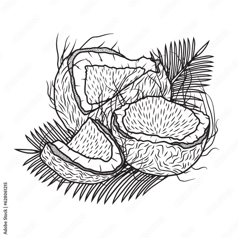 Line art illustration of coconuts with palm leaves, vector art