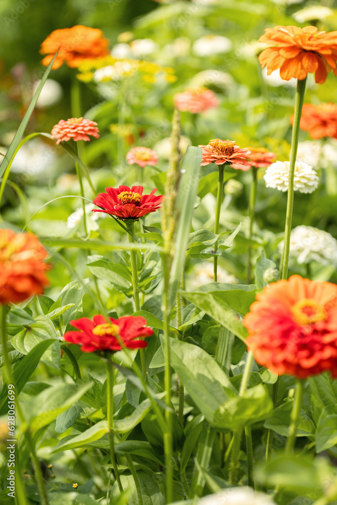 Summer flowers. Colorful zinnia flowers in a garden. Sunset or sunrise time. Summer natural backdrop.