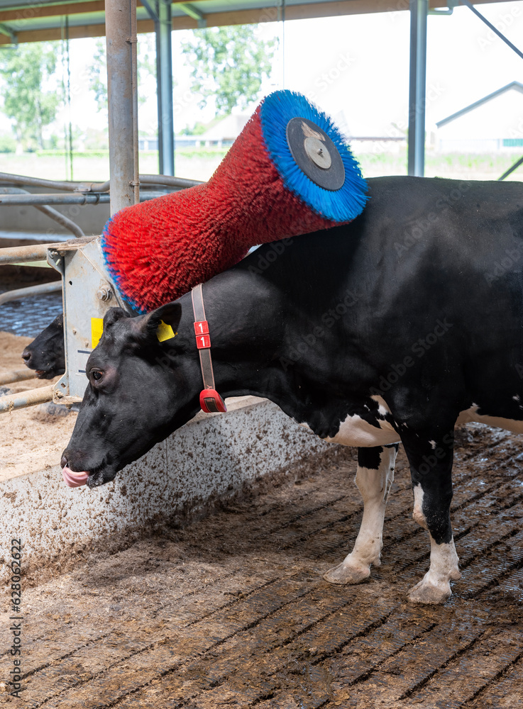 Φωτογραφία black and white spotted cow uses brush to get rid of scratch on dutch farm in ho
