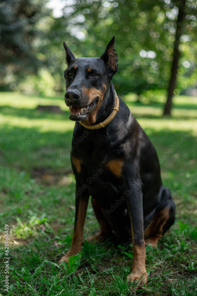 Doberman breed dog lies in the park on green grass