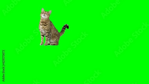 Bengal cat raises his paw and jumps up onto platform and sits down on green screen isolated with chroma key.