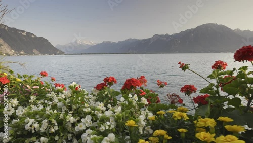 Embankment with flowers and view of Lake Geneva and mountains in Montreux, Switzerland. Gimbal shot of magnificent multi-colored flowers on the shores of Lake Geneva in Montreux